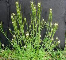 We did not find results for: Https Www Pwcva Gov Assets Documents Vce Common 20weeds Pdf
