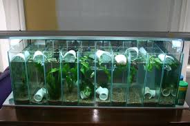 Divided Betta Tanks Betta Tank Betta Fish Tank Betta