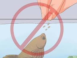 6 Ways To Tell If A Betta Fish Is Sick Wikihow Betta Fish Betta Fish Tank Plants