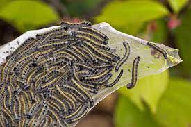 6 Fascinating Facts About Tent Caterpillars