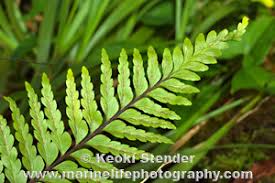 Image result for Asplenium holstii