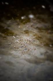 Todd Lanning, Author at TroutHunter