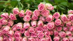 Desktop wallpaper rose wallpaper 4k wallpaper space wallpaper. Rose Free Download Hd 1920x1080 Wallpaper Teahub Io