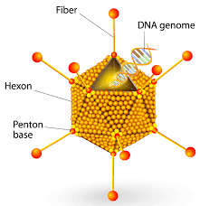 Recombinant adenovirus vector usually delete e1 and e3 genes from genome of wild type adenovirus, making it replication deficiency so it. Safety And Effectiveness Of Gene Therapy Fda