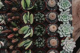 We have serviced the wholesale industry for over 50 years, and look forward to meeting your cacti & succulent needs. Why Arizonaeast Is Expanding Its Succulent Production To Florida Greenhouse Grower