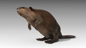 Beaver Animated Sponsored 3d Animated Beaver Animals Characters Animation Beaver Animal Animated Characters