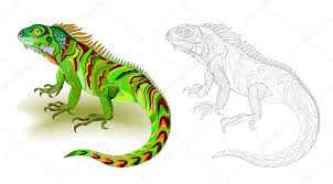 Fantasy Illustration Of Cute Green Lizard Iguana Colorful And Black And White Page For Coloring Book Worksheet For Children And Adults Vector Cartoon Image Premium Vector In Adobe Illustrator Ai Join our monthly membership and download our app! cute green lizard iguana colorful