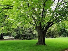 Elm Tree Ballarat Botanic Gardens Victoria Australia Botanical Gardens Elm Tree Outdoor Plants