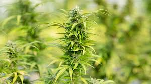 We did not find results for: Aeriz S New Az Dispensary Starts Adult Use Marijuana Sales
