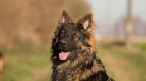 A working or show title german shepherd can cost thousands of dollars, depending on a whole range of factors about the quality of the dog, and the breeding program. Long Haired German Shepherd Fluffy Coat Gsd Genetics Puppy Costs