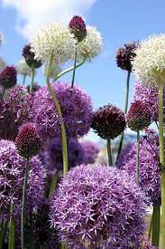 Rhs Hampton Court Palace Flower Show 2011 Part 1 The Gardens Flower Show Garlic Flower Rhs Hampton Court