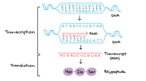 Transcription and translation take the information in dna and use it to produce proteins. Transcription An Overview Of Dna Transcription Article Khan Academy
