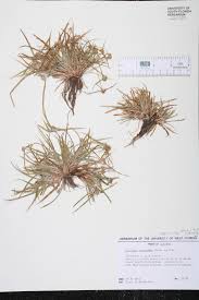 Image result for Kyllinga squamulata