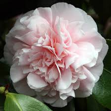 Camellia Japonica Debutante Shrub Partial Sun Blooms Spring Fall Winter 6 8 T X 96 W Evergreen In 2020 Camellia Flower Plants Camellia