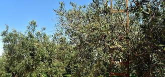 Der beste schnittzeitpunkt für die mediterranen kübelpflanzen ist das frühjahr nach dem auswintern und vor der blüte. Olivenbaum Schneiden Zeitpunkt Und Schritt Fur Schritt Anleitung Utopia De