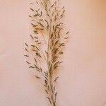 Image result for Eragrostis tenuifolia