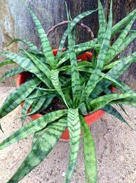 Sansevieria Parva Sansevieria Plant Plants Cacti And Succulents