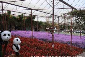 3 galeri disediakan untuk pelawat selain kafe bagi pelawat menikmati teh segar dengan pemandangan indah ladang teh. 10 Tempat Menarik Di Cameron Highlands Wajib Singgah Ana Suhana