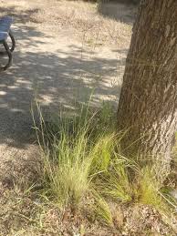 Image result for Melinis tenuissima