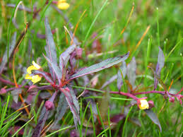 Image result for Ludwigia erecta
