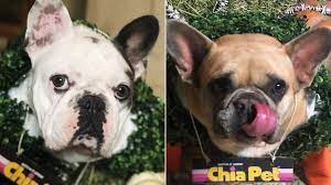Lady gaga's dogs were stolen wednesday night during a robbery at 9:40 p.m. Lady Gaga New Surveillance Video Shows The Horrific Attack On Dog Walker Cnn