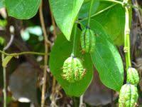 Image result for Ritchiea