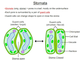 Ebay.com has been visited by 1m+ users in the past month How Do Stomata Help Conserve Water Socratic