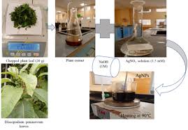 Image result for Discopodium penninervium