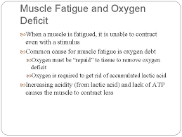 The Muscular System Contraction Of Skeletal Muscle Fiber