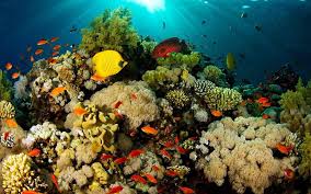 Find images and videos about fish, diving and sea life on we. Coral Reef Wallpapers Wallpaper Cave