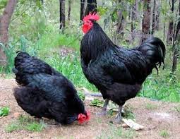 Black Australorp Egg Color Good Option Black Australorps Extremely Heat Tolerant Breed Surprising For The Colour Developed In Aus Chicken Breeds Australorp Chicken Beautiful Chickens