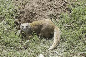 26 Burrowing Animals With Pictures You Need To See Right Now Animals Pictures Habitats