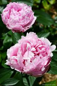 We did not find results for: Fresh Flower Market Peonies In The Potting Shed Home Is Where The Boat Is