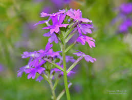 Image result for Verbena aristigera