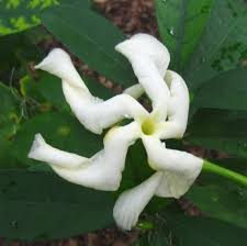 Image result for Tabernaemontana pachysiphon