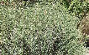 Image result for Phylica ericoides