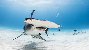 In the eastern atlantic it ranges from cape verde to gabon (accidental north to france). Great Hammerhead Sphyrna Mokarran