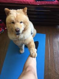 The undercoat of the chow is made up of short hair, of a wool like appearance. Insanity Livetweets On Twitter To Everyone Asking What Breed My Dog Is He S A Purebred Chow Chow But Bc It S Too Hot Rn We Gave Him A Haircut That Makes Him Look
