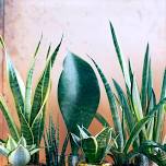 Hands on Houseplant Help