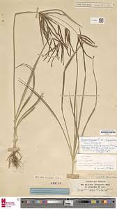 Image result for Cyperus nduru