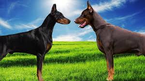 Click on any of the doberman types below to learn more. European Doberman Puppies For Sale In Europe Crazypurplemama