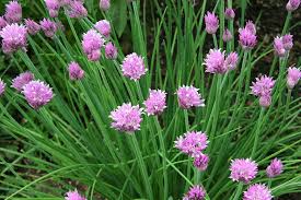 Image result for chives