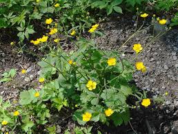 Image result for Ranunculus volkensii