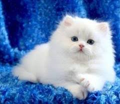 Kedi Turleri Iran Kedisi