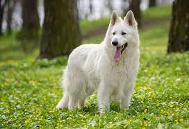 This unique dog is bred from german shepherds and carries many of the same characteristics, yet it also carries the recessive white furred coat gene. White German Shepherd A Complete Guide To Fluffy White Shepherds All Things Dogs White German Shepherd Red German Shepherd White Shepherd