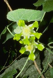Image result for Abutilon sp.no.2