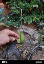 Image result for Ophioglossum reticulatum