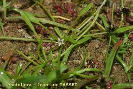 Image result for Limosella capensis
