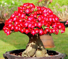 Maybe you would like to learn more about one of these? 26 Pictures Of Flowering Fruiting Bonsai Trees Will Make You Re Evaluate Your Entire Existence