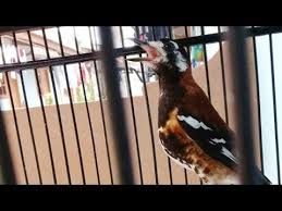 Untuk populasi anis macan saat ini populsinya menurun, dan hal tersebut bukan di sebabkan penangkapan liar, perdagangan anis kembang di sekitar jawa, akan tetapi penyebab anis macan menurun populasinya menurut masyarakat sekitar habitat anis macan di sebabkan oleh perusakan hutan yang di sengaja dan juga yang tidak di sengaja. Kicauan Anis Macan Ngeplong Suara Super Bening Youtube